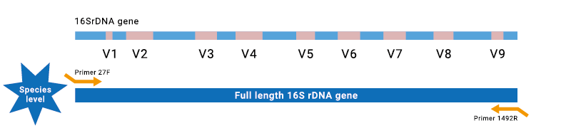 擴增全長 16S rDNA，透過 PacBio HiFi 長讀長的定序技術，達到物種級別分類和鑑定。