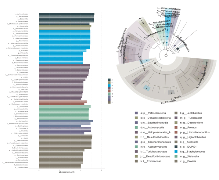 群組分析以直條圖和分支圖呈現多組比較結果。