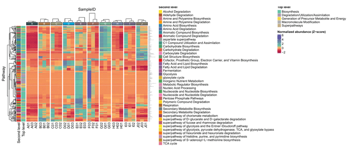 細菌功能性預測分析