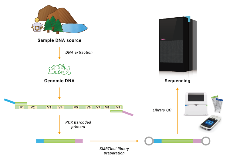 萃取細菌 DNA，製備 SMRTbell 文庫，並於 PacBio 平台進行定序。